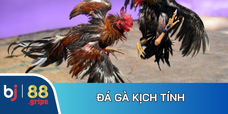 Về Chúng Tôi BJ88 - Giới Thiệu Thương Hiệu Uy Tín Hàng Đầu 4 Bộ môn đá gà trực tiếp tạo tỷ lệ thưởng cạnh tranh, minh bạch