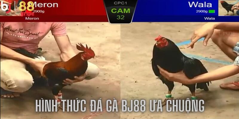Đá Gà BJ88: Trực Tiếp Đá Gà Thomo Tỷ Lệ Cao 2026 4 Mang đến các hình thức đa dạng, chất lượng hấp dẫn
