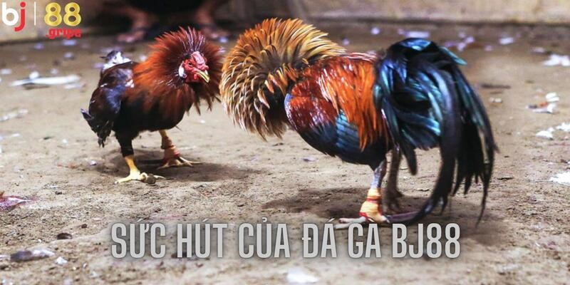 Đá Gà BJ88: Trực Tiếp Đá Gà Thomo Tỷ Lệ Cao 2026 5 Kèo cược hấp dẫn mang tới sự kịch tính khó cưỡng
