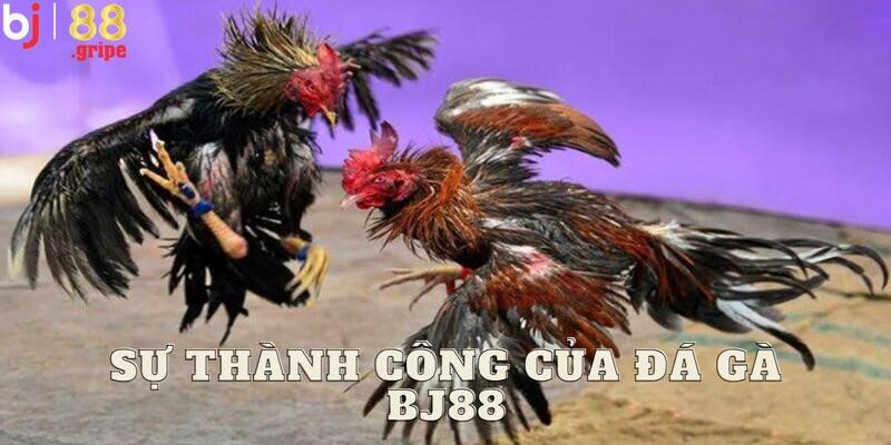 Đá Gà BJ88: Trực Tiếp Đá Gà Thomo Tỷ Lệ Cao 2026 2 Thông tin chi tiết về sảnh đá gà BJ88 đặc biệt