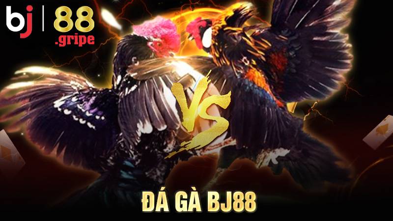 Đá Gà BJ88: Trực Tiếp Đá Gà Thomo Tỷ Lệ Cao 2026 1 Đá gà BJ88